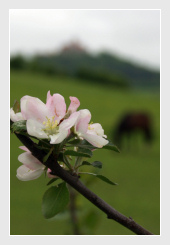 Obstblüte an der Wachsenburg